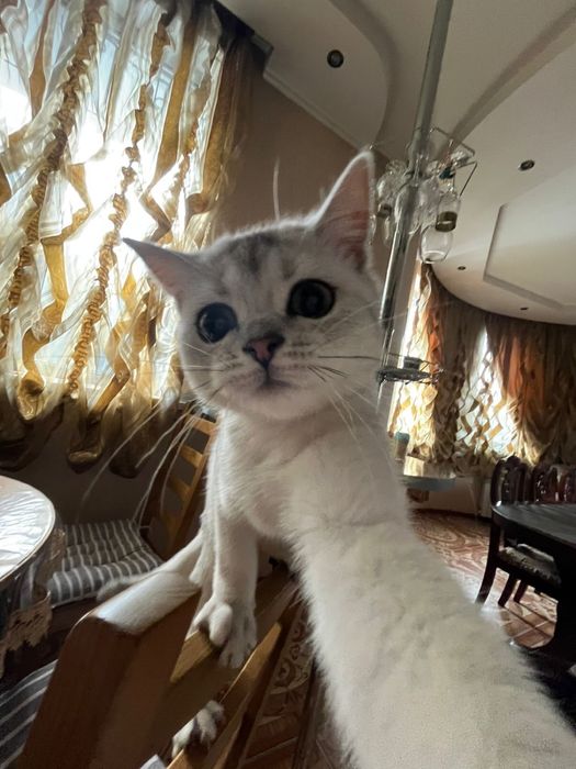 Кот Вязка Серебристая Шиншилла