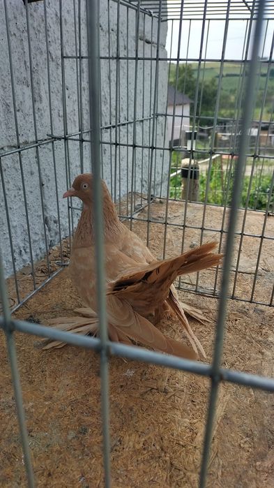 Porumbei Rolleri Persan