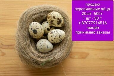 Продам  перепелиные  яйцв