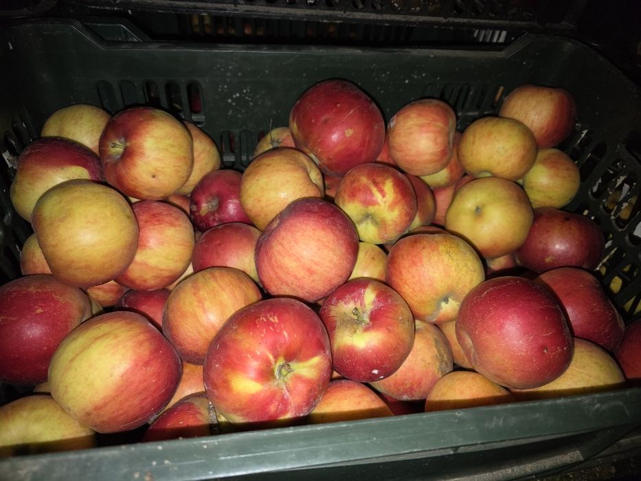 Mere Florina și Idared