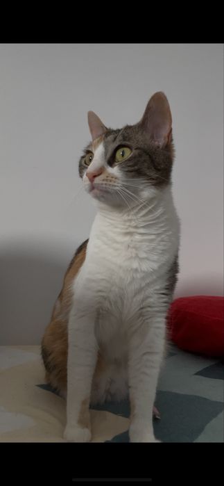 Dau spre adoptie pisicuta