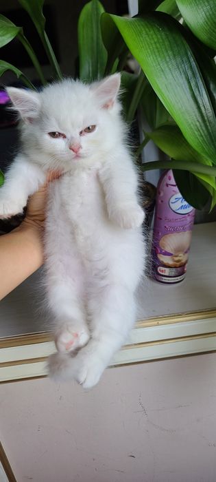 Продажа! Котята скотиш фолд