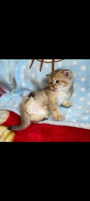 Шотландские чистокровные котята Золотая шиншилла