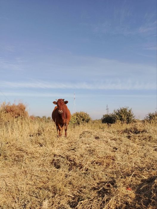 Бугоз 1 корин гуножин тук бугоз