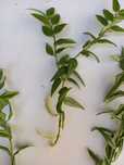 Hoya Bella (floare de ceara)