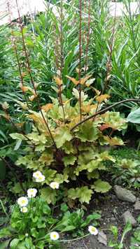 Гейхера - экзотическое растение.
