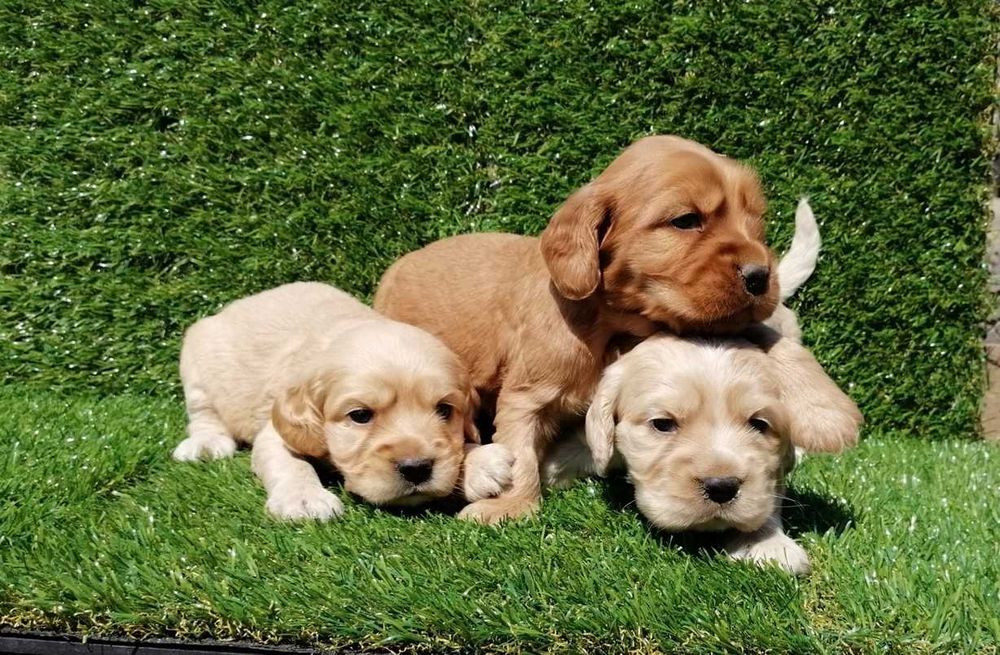 Продавам кокер шпаньол