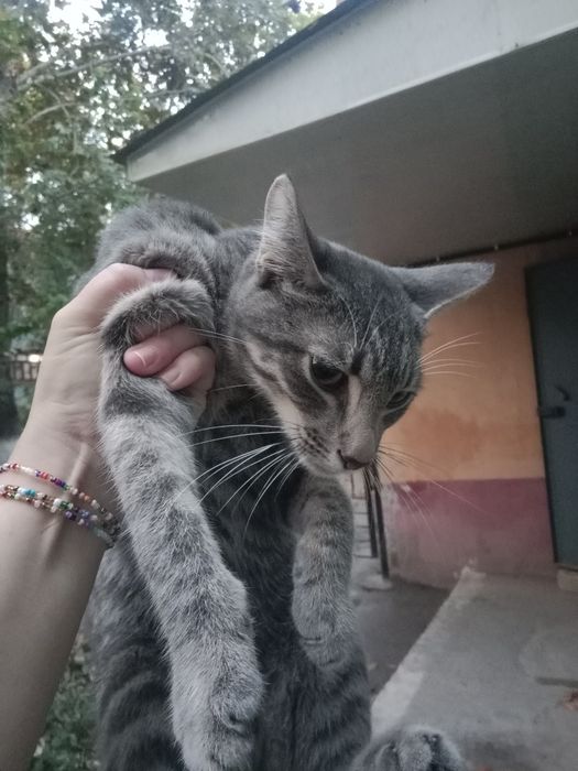 Котик в хорошие добрые руки