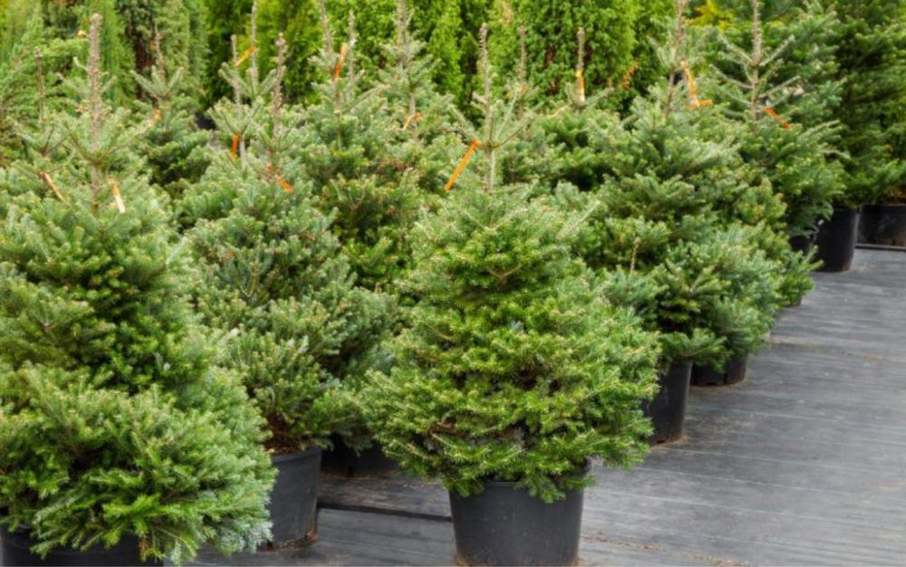 Vand brazi crescuti la ghiveci