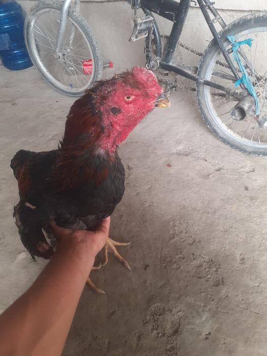 Kulangi xòroz xolati alo 1.5 yilik