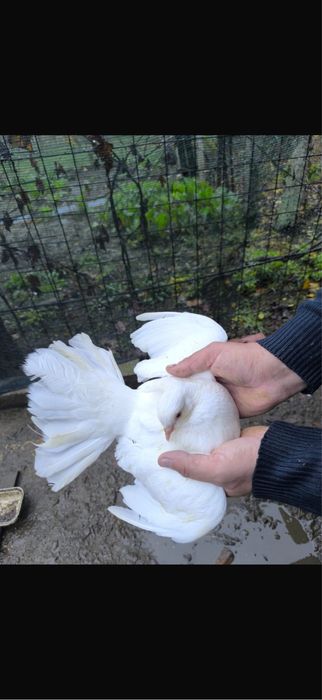 Porumbei De Diferite Rase