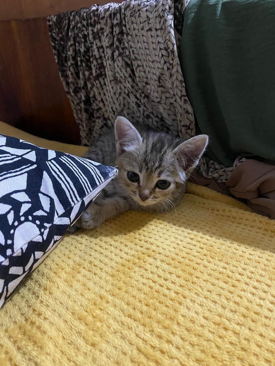 Котенок в добрые руки