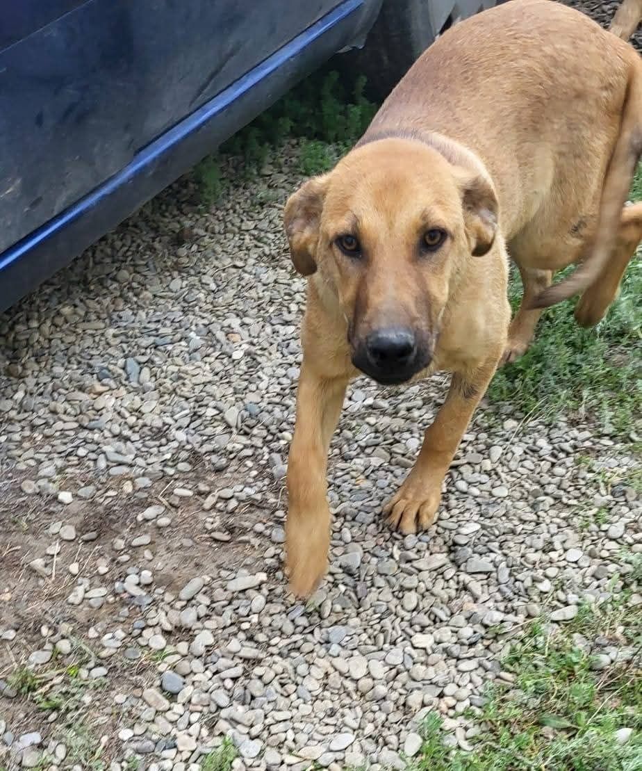 Căutăm familii pentru 6 cățeluși abandonați