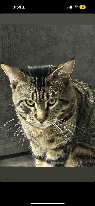 Мейн кун смешанный с британцем ищет кошку для вязки!