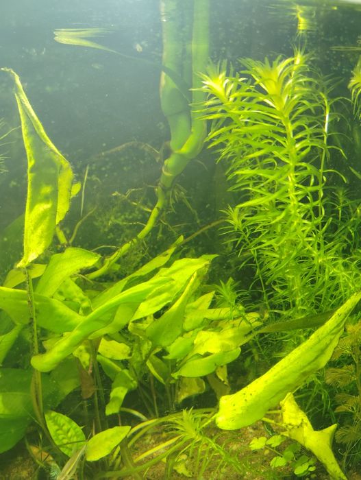 Pachet plante acvariu