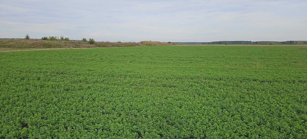 Peleți furaj Lucernă
