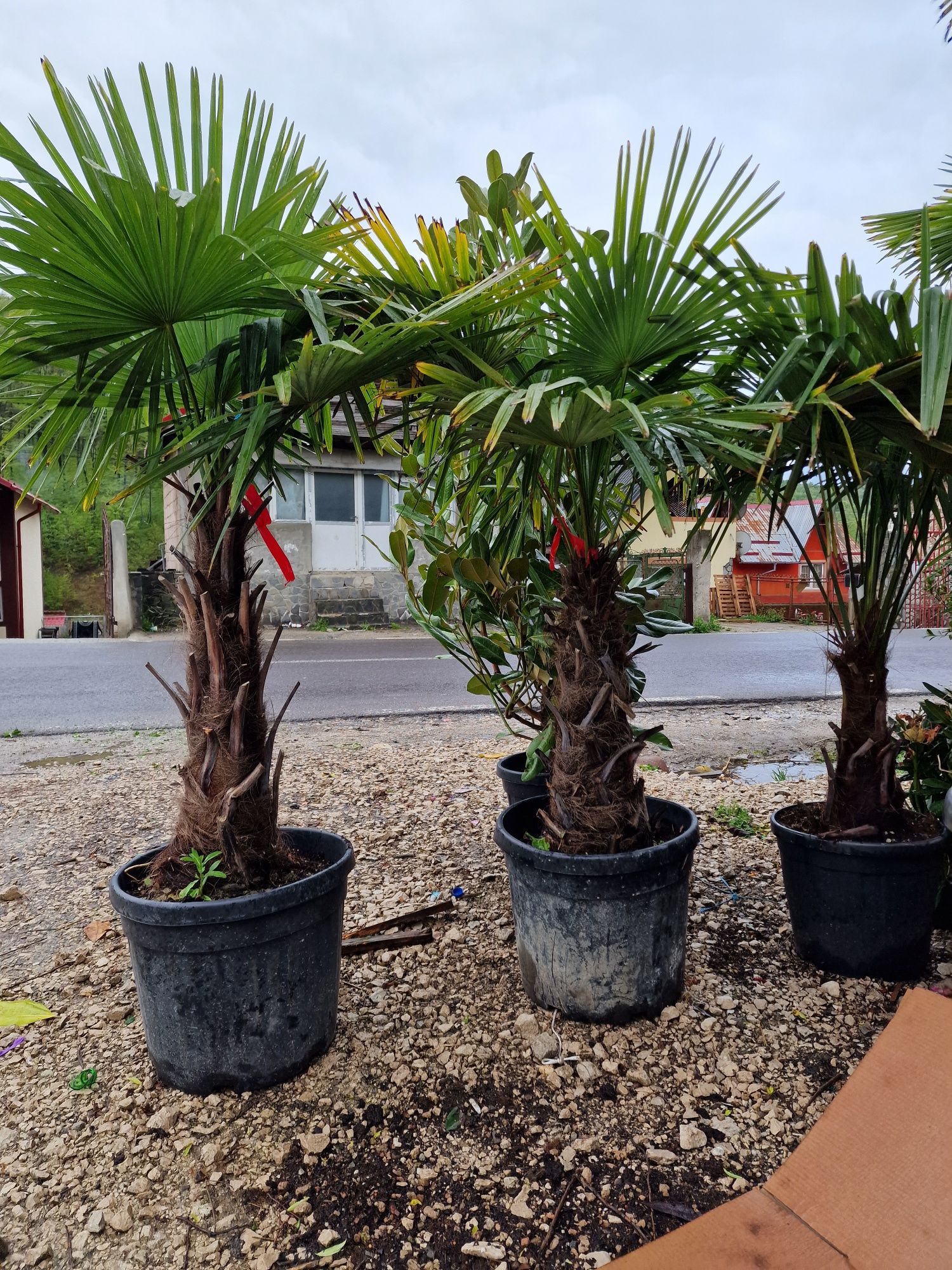 Vand palmier rezistent la frig extra calitate