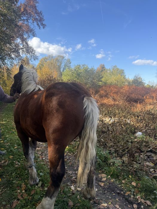 Vand manz , 1 an si 5 luni