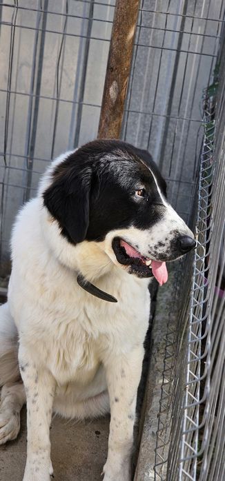 Ciobanesc de Bucovina