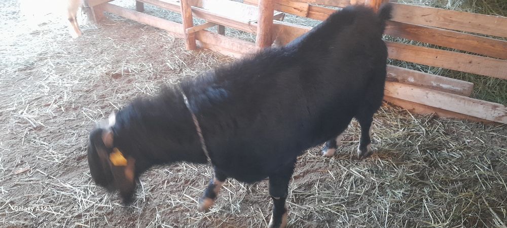 Англо Нубиский теке сатылады.