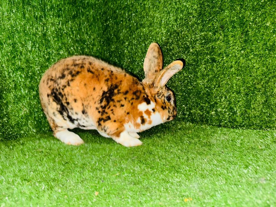 Рекс кролик разных окрасов плюшевый кролик