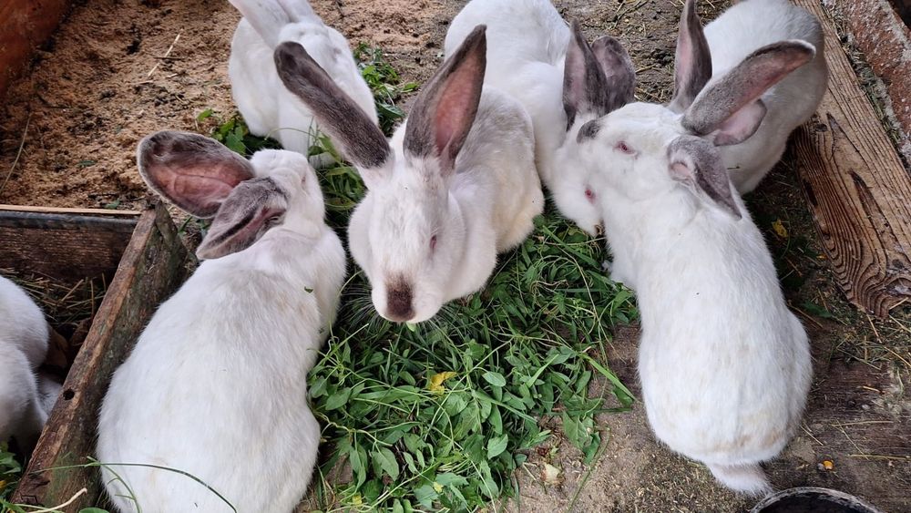 Vând iepuri Urias de Transilvania.Preț 170 lei negociabil.