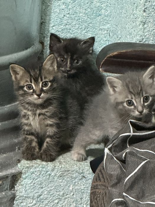 Котята сибирские