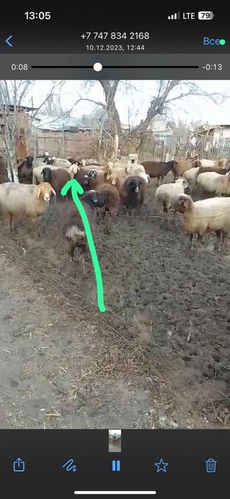 Семіз гйсар қойлар сатылады