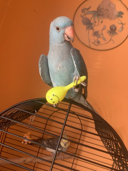 Papagal vorbitor Micul Alexander