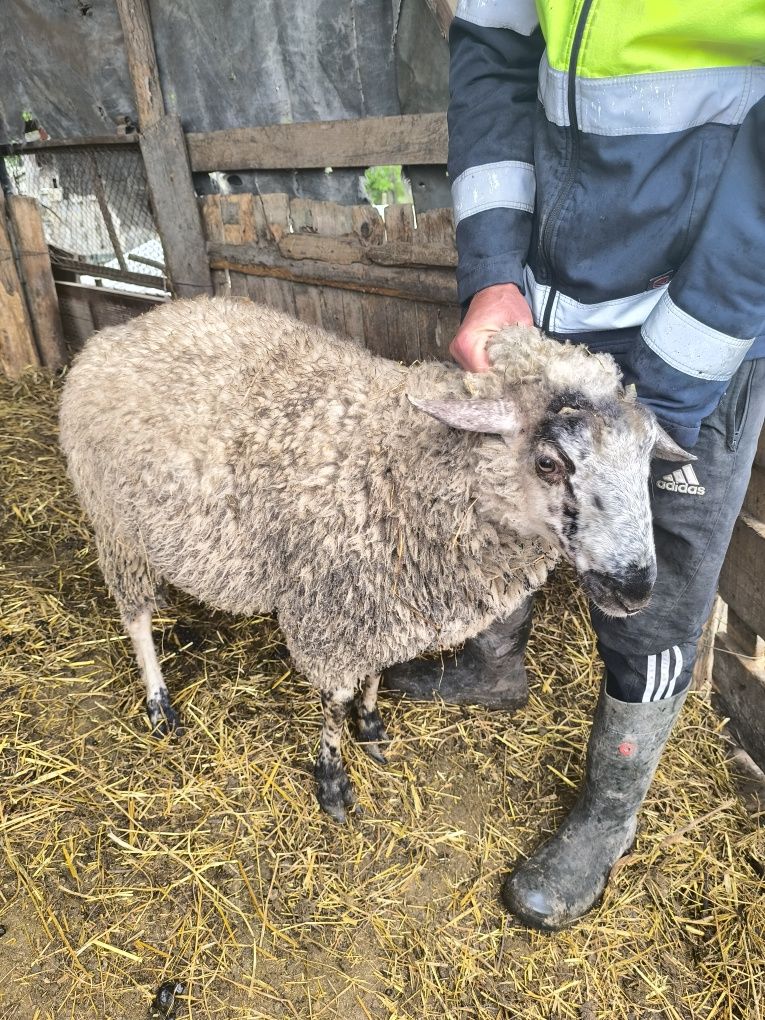 Carlan de carne 60 kg