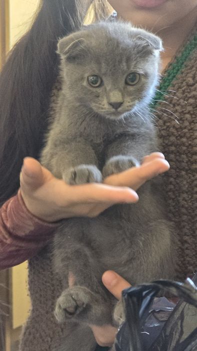 Породные котята 100%