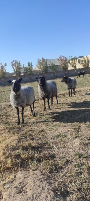 Романовский породали куйлар сотилади