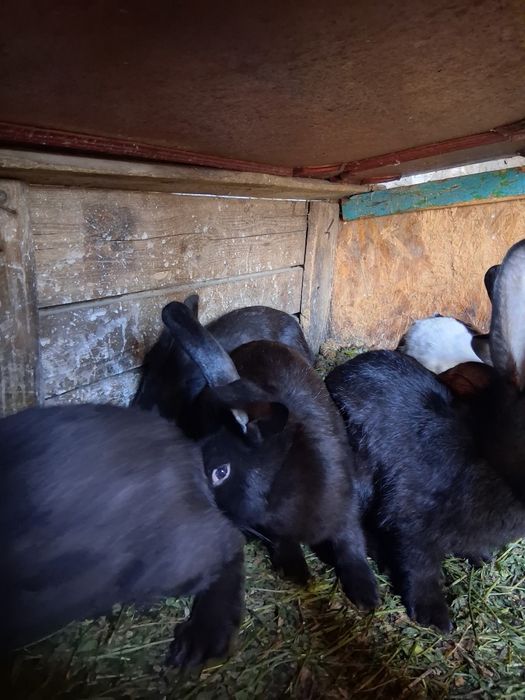 Vând Iepuri,au vârsta de 4 luni,frumoși si sănătoși,50 de lei bucata.