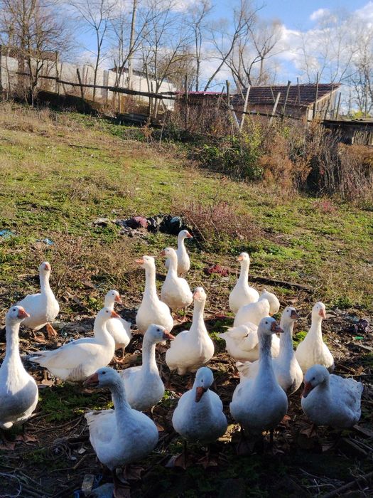 Gâște de vânzare