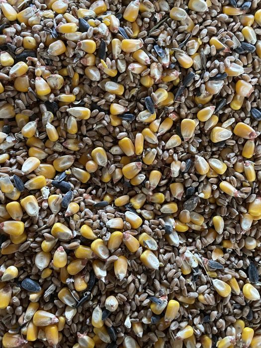 Vand porumb/grau/uruiala/fl. Soarelui/orz/ sorg rosu/ amestec porumbei