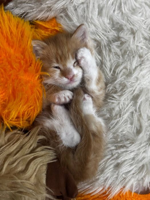 Котёнок в хорошие руки