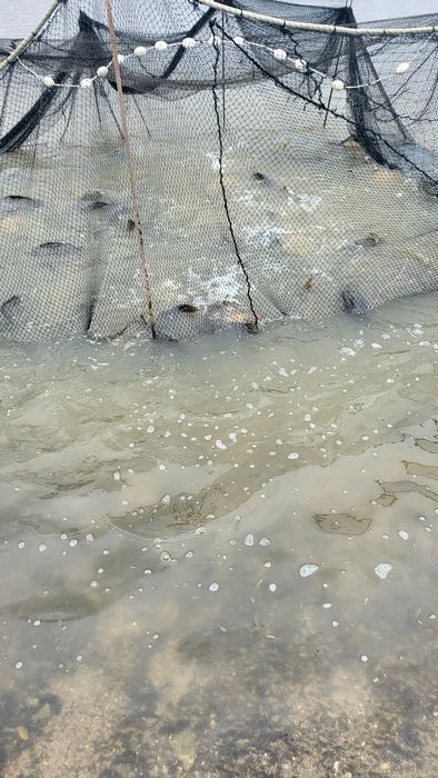 Продавам жива риба