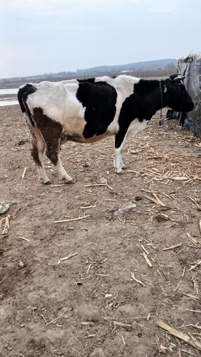 Vând vacă de 5 ani