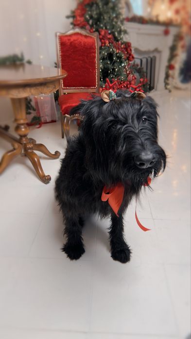 Ризеншнауцер кобель