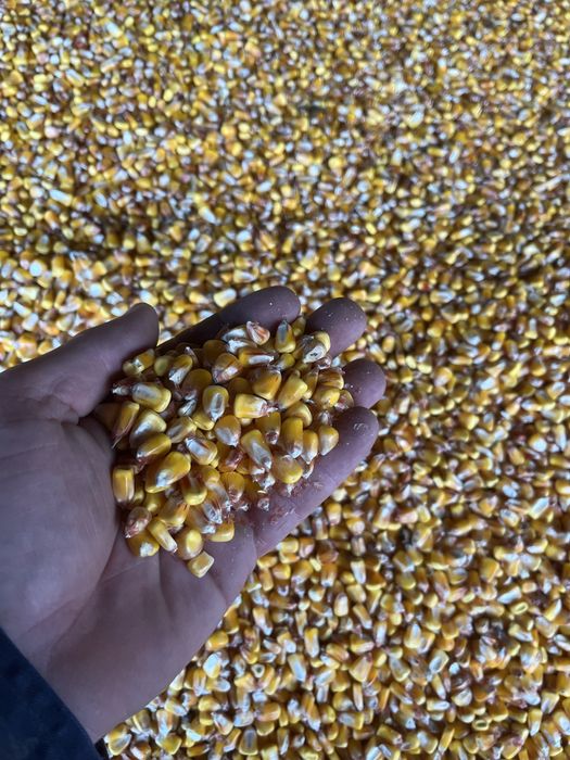 Vand porumb recolta 2025