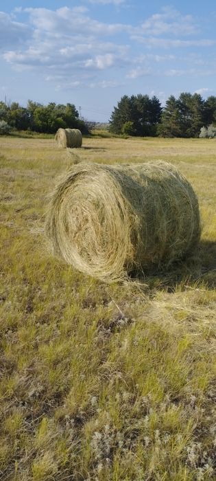 Продам сено в рулонах