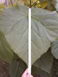 Пауловния томентоса, Рустифина (Rhus typhina)