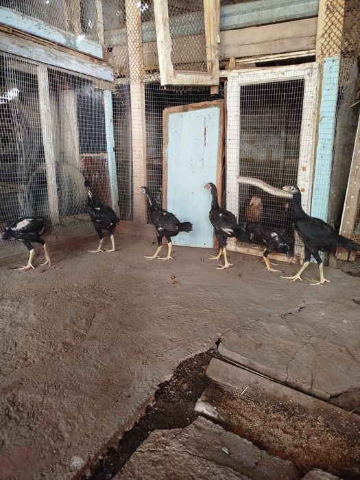 Дакан макён хуроз ва жужалар сотилади