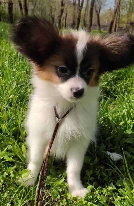 Папион мъжки кученца