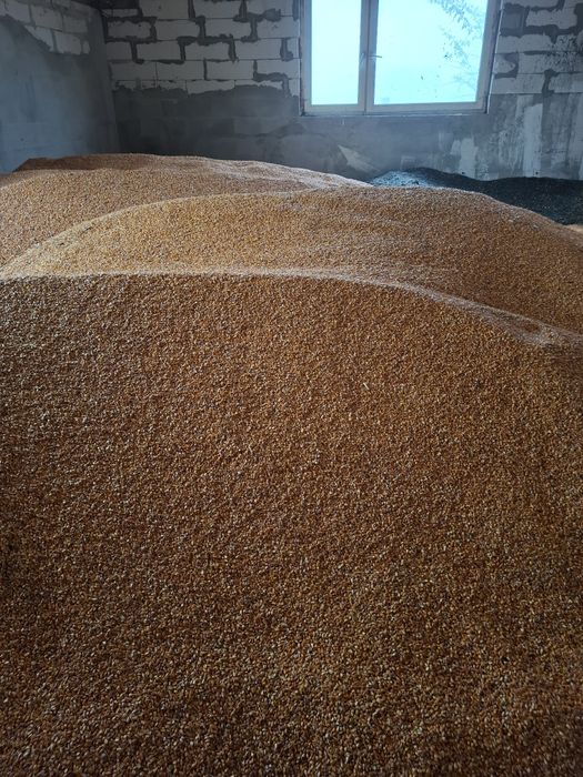 Vând porumb anu 2025