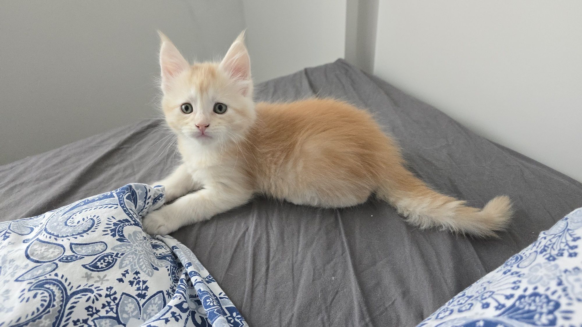 Maine Coon cu pedigree