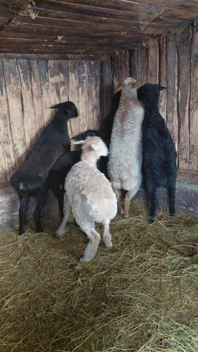 Продам годовалых ярок