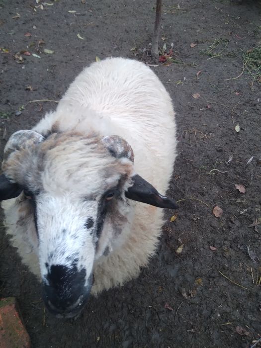 Vând berbec din primăvară gras copt.