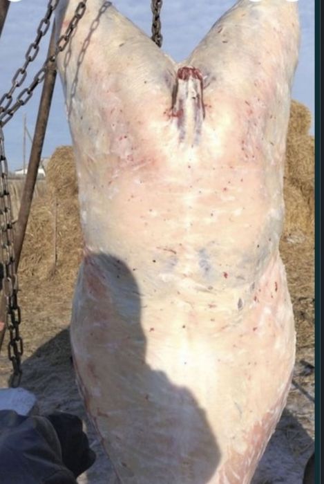 Соғым Жылқы еті Тай Жабағы семіз бармақ казымен