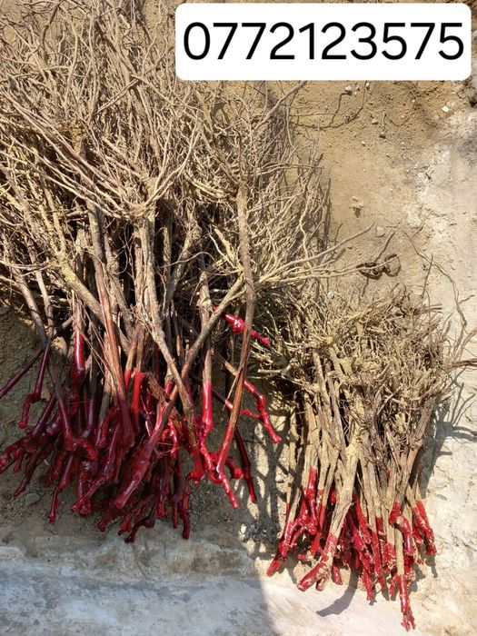 Butasi vita de vie de anul 2-3